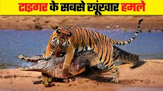 टाइगर के दिल दहला देने वाले हमले | 10 Most Dangerous Tiger Attacks On Wild Animals