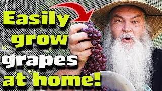 My Backyard Grapes & How Easy YOU Can Do It Too.