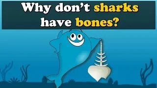 Why don't Sharks have Bones? + more videos | #aumsum #kids #science #education #children