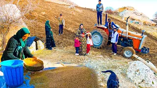 "Amir's Mountain Homestead: Cultivating Wheat with Family and Tractor"