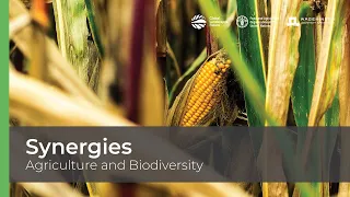 Synergies – Agriculture and Biodiversity 🌽🌱🦋