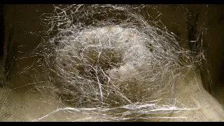 Silkworm Spinning Cocoon Time-Lapse