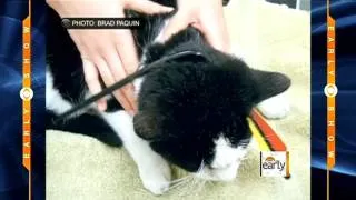 Cat survives arrow through head