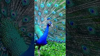 A beautiful peacock🦚