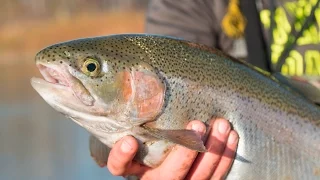 Fishing Streams for Trout - First Time Experience