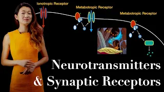 Neurotransmitters | Ionotropic and Metabotropic Receptors of the Synapse