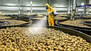 This is Why White Truffles Are So Expensive - Modern Food Processing