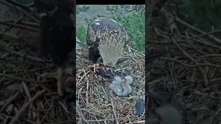 Солнечные орлы Чувашии🐥🐥Ужин и ясельный спарринг! Dinner and nursery sparring