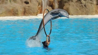 Les Dauphins - Loro Parque 2014