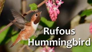 Rufous Hummingbird