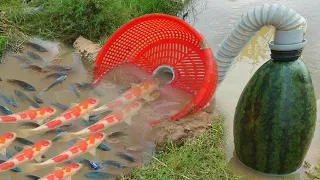 Build Fish Trapping System Make From Watermelon & Flexible Pipe