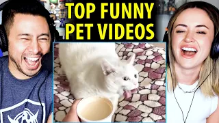 TOP FUNNY PET VIDEOS - Best of 2020 | Try Not To Laugh Challenge | Reaction!