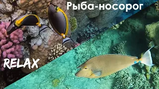 Рыбы Красного моря: РЫБЫ-НОСОРОГИ под медитативную музыку // Red sea fish: UNICORNFISH (Relax)