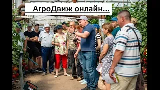 Семинар в Водяном от Сингента. Коллекция томатов в демоцентре.