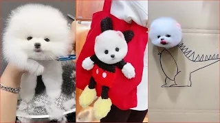 Tik Tok Chó Phốc Sóc Mini 😍 Funny and Cute Pomeranian #295