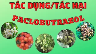 Paclobutrazol | Hóa chất ức chế sinh trưởng và kích thích ra hoa | Tác dụng và tác hại của Paclo