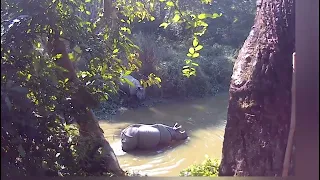 3 rhinoceros came to wallowing in one lake.