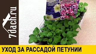 🌺 Уход за рассадой ПЕТУНИИ: как вырастить шедевр - 7 дач