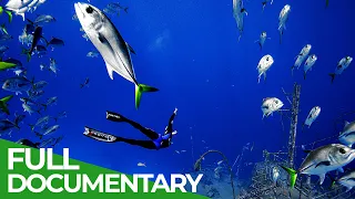 Adventure Ocean Quest: 24 Hours on the Reef | Episode 5 | Free Documentary Nature