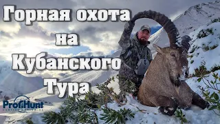 Горная охота на Кубанского Тура. Mountain hunting for Kuban Tur.