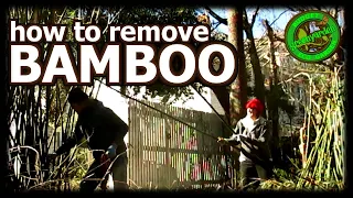 How to Remove Bamboo Permanently, Kill Bamboo No Spray or Roundup #removebamboo