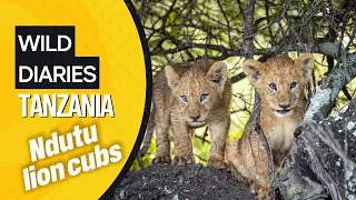 Super cute 2 month old lion cubs full of mischeif in Ndutu