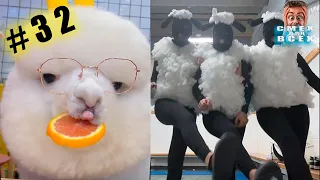 ПРИКОЛЫ 2024 смешные ВИДЕО ЧУДИКИ tiktok  Funny videos №32 тест на психику, попробуй не засмеяться