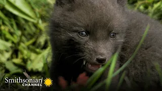A Male Arctic Fox Embraces His New Family Responsibilities | Smithsonian Channel