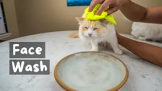 How to Clean your Cat's Face (4 Step Tutorial) | The Cat Butler