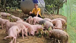 Small farm.  Raising pigs and chickens.  Country life.  (Episode 163).