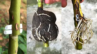 Propagating roses in a new way | How to make a rose root
