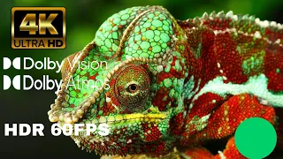 Reptiles & Amphibians 4K HDR 60FPS (FUHD) DolbyVision