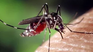 Pourquoi les moustiques piquent certaines personnes et pas d'autres