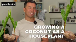 How to grow a Coconut Palm as a houseplant 🌴 🥥 🦜