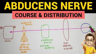 Abducens Nerve - 1 | Course and Distribution