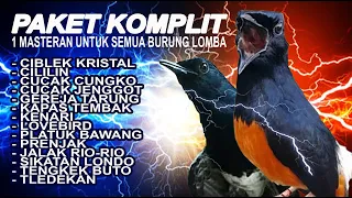 PAKET KOMPLIT SIANG DAN MALAM |  MEMASTER MURAI LOMBA | The Best Compilation of Shama Bird Singing