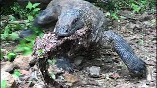 The final Ending is extraordinary. Komodo eating and swallows goat ribs