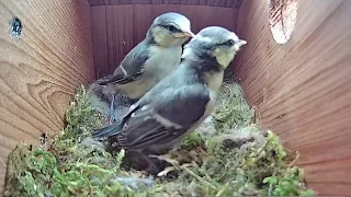 29th May 2021 - Fledging Day Extended Version - Blue tit nest box live camera highlights