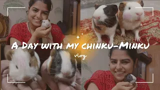 A Day With My Chinku-Minku || Guinea pig || Day Routine