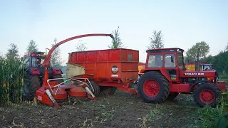 Case International 1455XL + Volvo BM 2654 | Mais silage 2023 | Nijkerk | Harvesting maize | Kemper