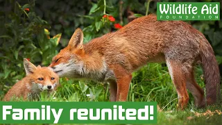 Lost baby FOX is reunited with his family!