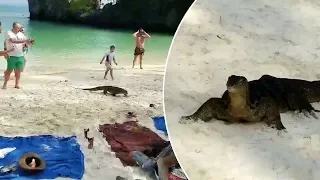 Lizard Walks Onto Packed Beach