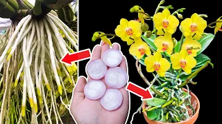 1000 times stronger than ginger, a few slices of onion will make orchids bloom continuously