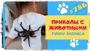 Самые Смешные Животные 😂 Лучшая подборка 👍 Funny Animals 😸 TikTok Trends