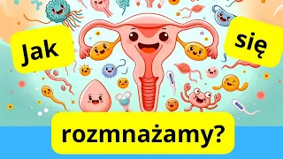 Układ Rozrodczy taki straszny? Cykl Menstruacyjny i Budowa Układu Rozrodczego prosto i szybko😮