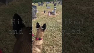 Do dogs see ghosts? 👻💀#ghost #dogsseespirits #belgianmalinois #cemetery #muerte #goliad graveyard