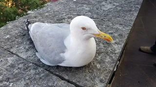 Чайка на смотровой площадке Кохтуотса. Seagull on Kohtuotsa view Platform, Tallinn, 2019.08.01_17:37