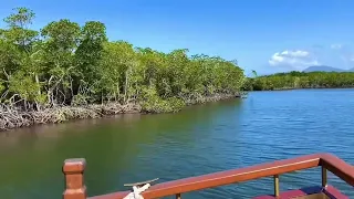 Crocodile spotting at port Douglas!