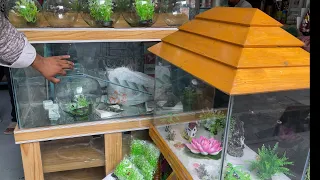 রঙিন মাছের দোকান | LIVE FISH AQUARIUM |  Aquarium Fish Shop | Aquarium Fish Wholesale Retail. BD