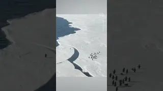 Lone Penguin Almost Gets Separated From Flock as Ice Breaks 😅